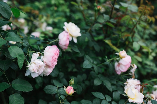 Blooming white and pink flowers with green leaves