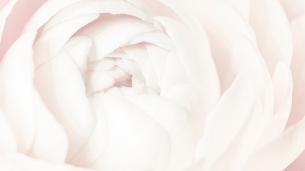 Blooming white ranunculus flower