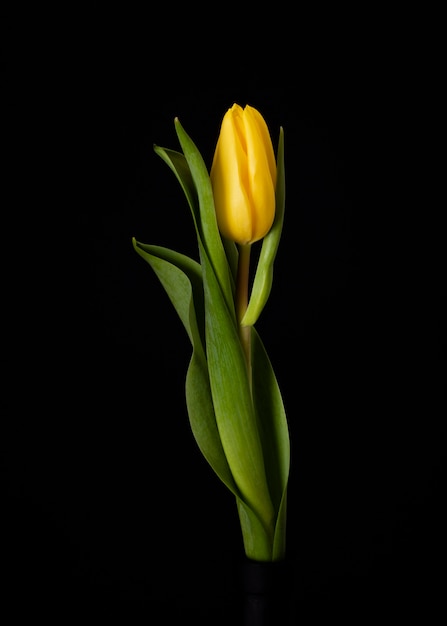 Free Photo blooming yellow tulip