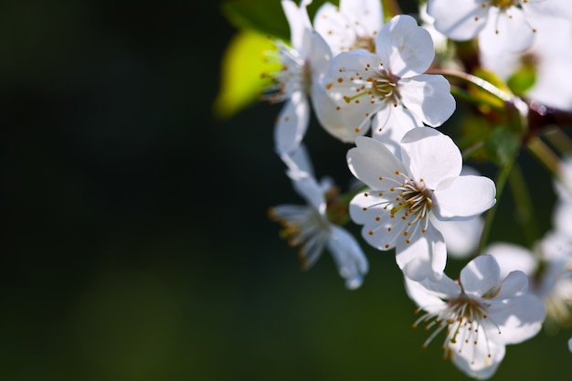 Free photo blooms  branch in  blur background