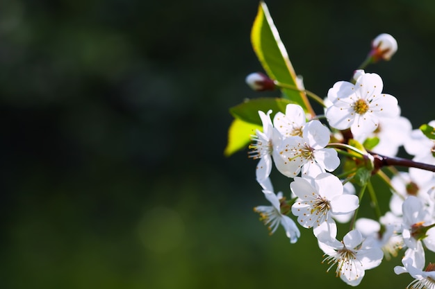 Free photo blooms tree branch against  blur background