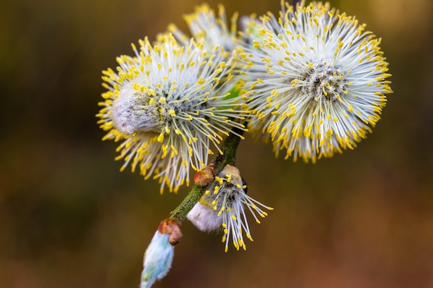 Blossom catkins willow