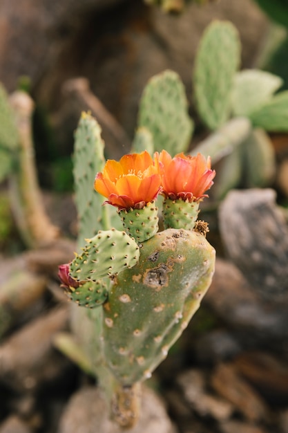 Blossom flower on thorny cactus