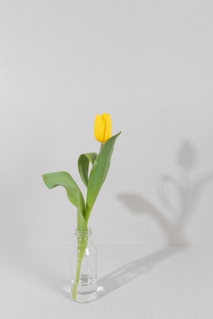 Blossom flower in vase on table