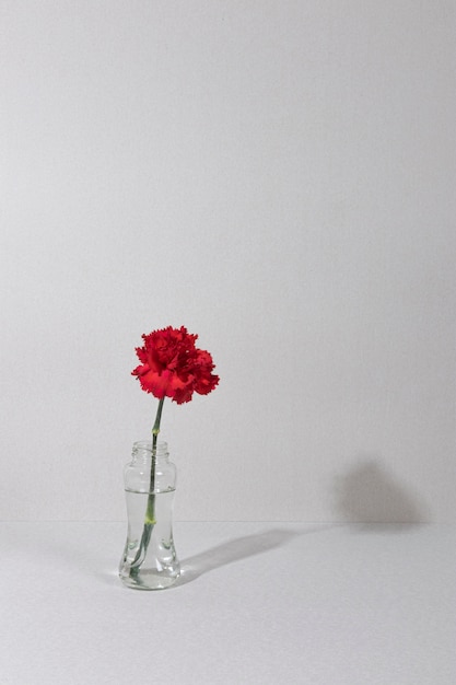 Free photo blossom flower in vase on table