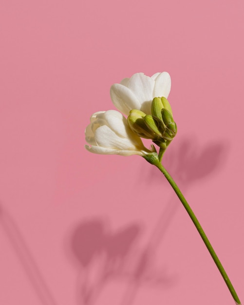 Blossom flower with shadow