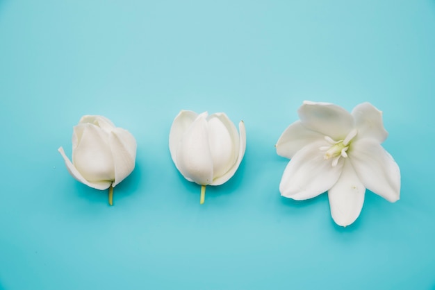 Free Photo blossom white flowers on blue background