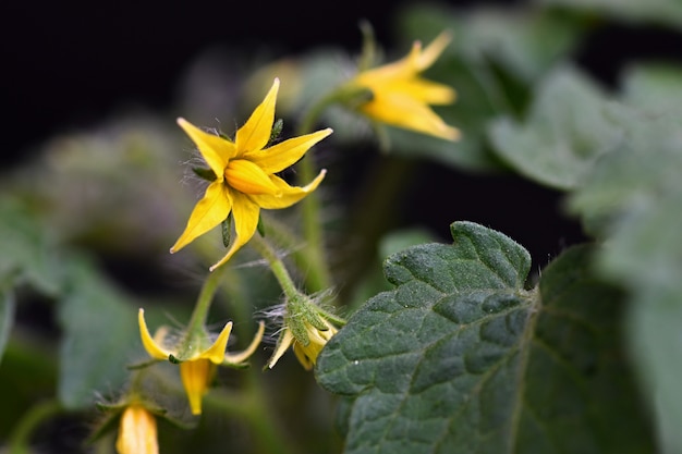 Blossoming young tomato plant tomato