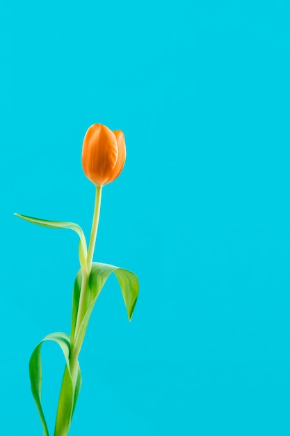 Free photo blue background with pretty tulip