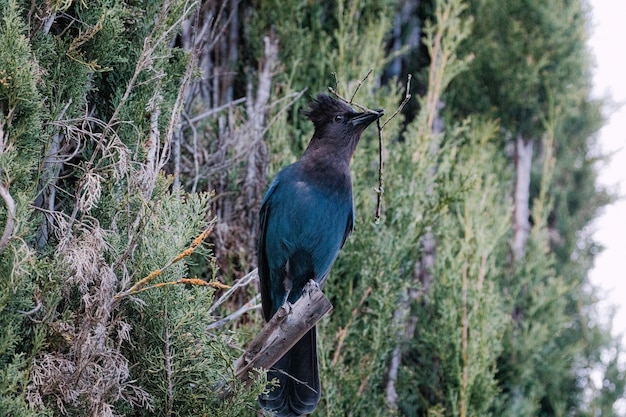 Blue and black bird on brown tree branch during daytime