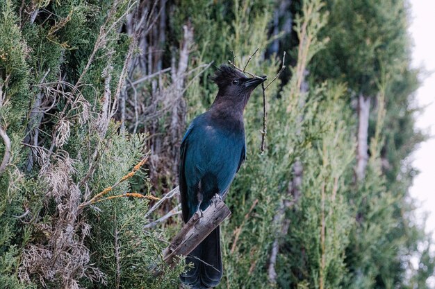 Blue and black bird on brown tree branch during daytime