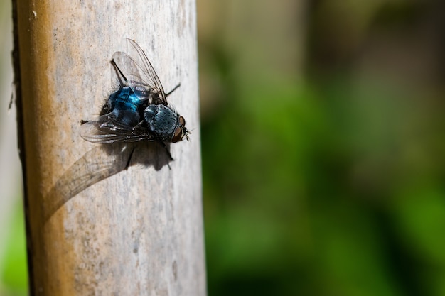 Free Photo blue bottle fly.