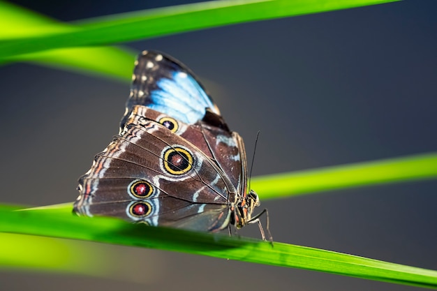 Free photo blue butterfly on green leaf, france