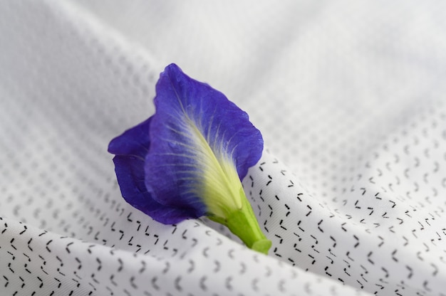 Blue butterfly pea flowers on white fabric.