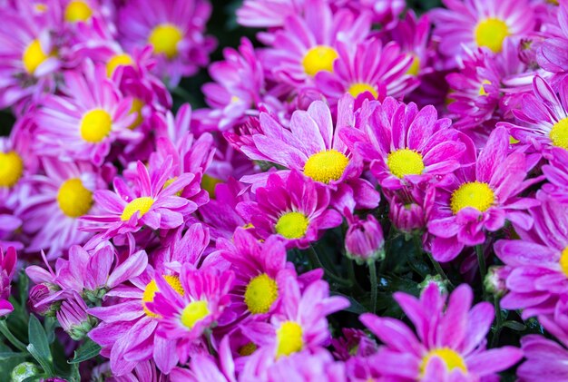 blue chrysanthemums daisy flower