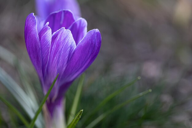 Blue crocus on a blurred background macro shot