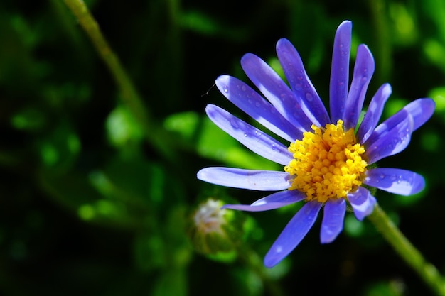 Blue daisy flower in the garden