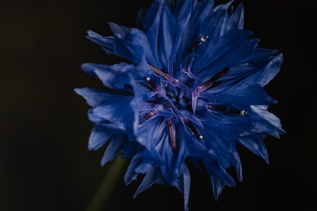 Free Photo blue flower on black wall