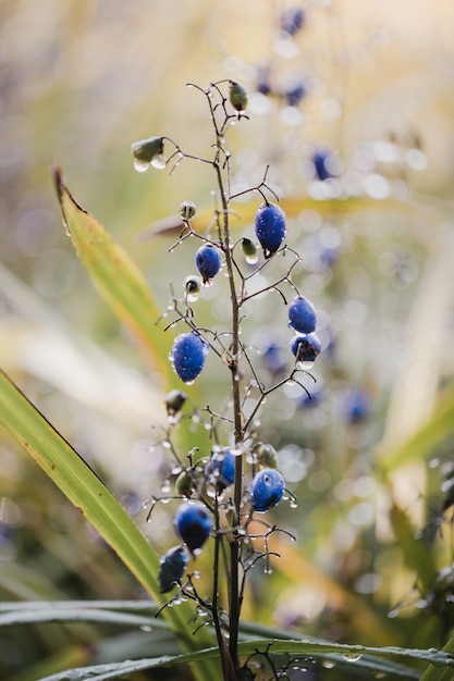 Blue flower buds in tilt shift lens