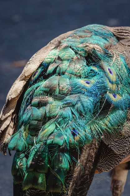 Free photo blue and green peacock feather