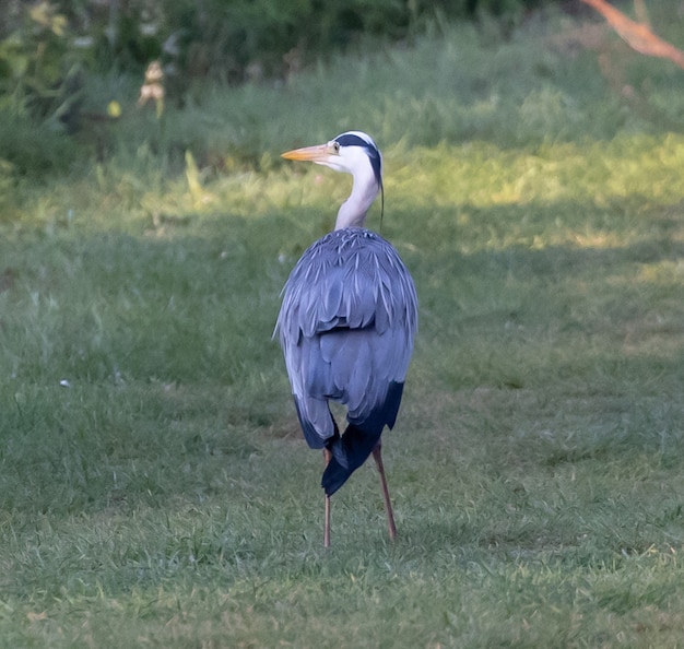 Free Photo blue heron on green grass