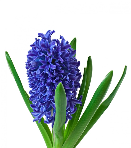 Free Photo blue hyacinth isolated 