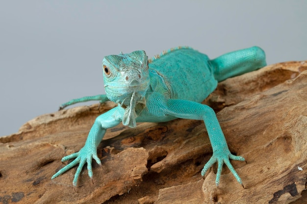 Blue Iguana closeup on branch Blue Iguana Grand Cayman Blue on wood with gray background