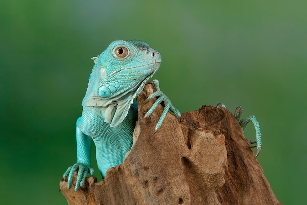 Free Photo blue iguana closeup on branch blue iguana grand cayman blue on wood with natural background