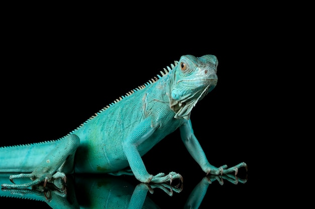 Free photo blue iguana closeup on branch with black backgrond