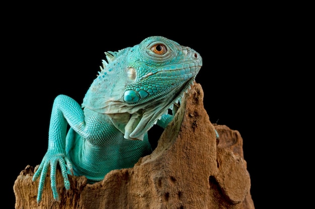 Free photo blue iguana closeup head blue iguana grand cayman blue iguana cyclura lewisi