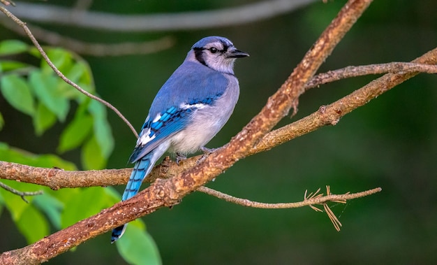 Free Photo blue jay (cyanocitta cristata)