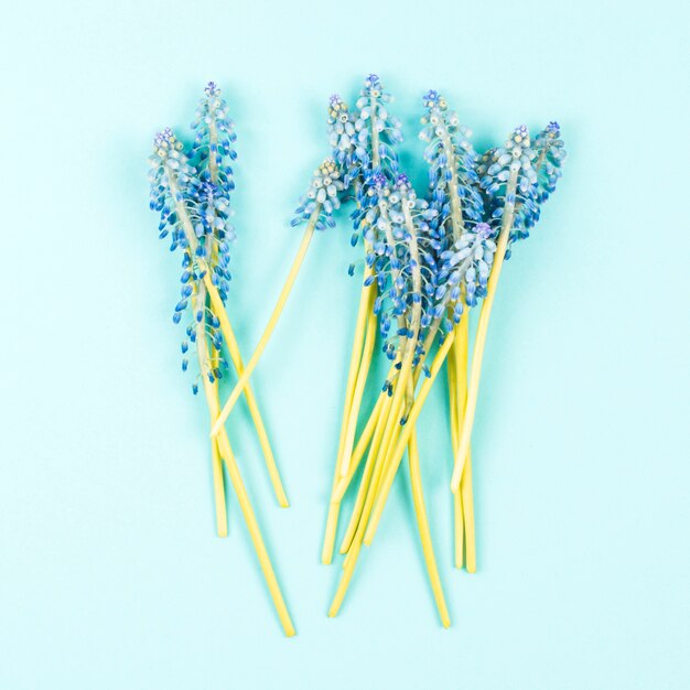 Blue mascara flowers on colored background