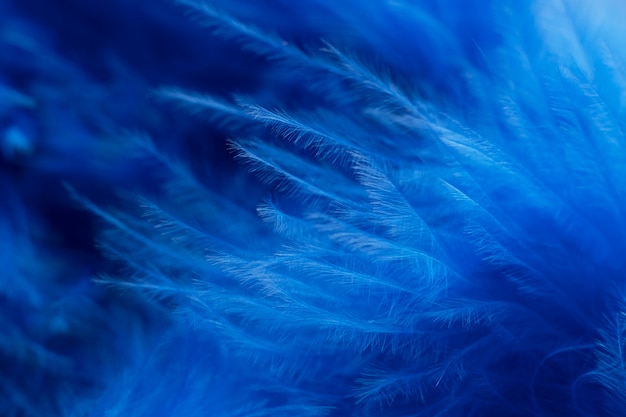 Free Photo blue monday concept composition with feathers