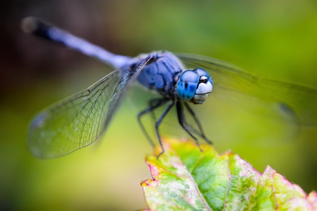 blue net-winged insect on a green plant with a blurred background