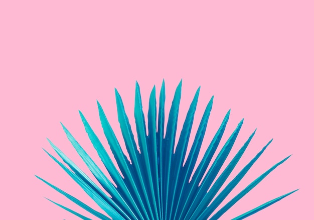 Free Photo blue palm leaf on a pink background 