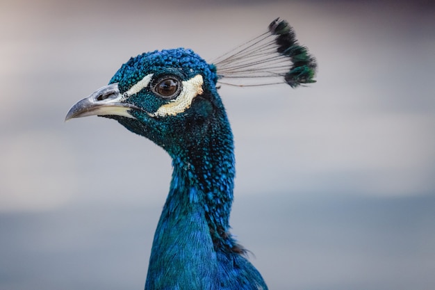 Free Photo blue peacock in close up