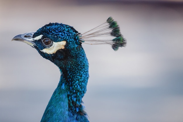 Free photo blue peacock in close up