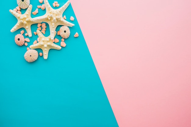 Blue and pink surface with starfish and sea urchins