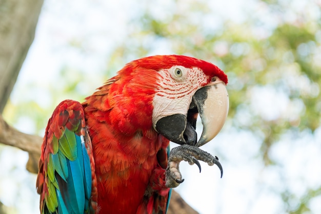 Free photo blue and red macaw parrot