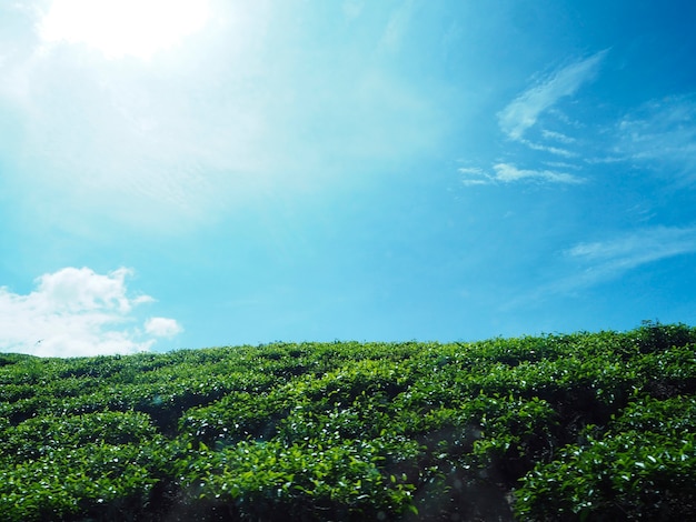 Blue sky copy space with shrubs