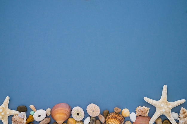 Blue surface with sea urchins and other marine elements