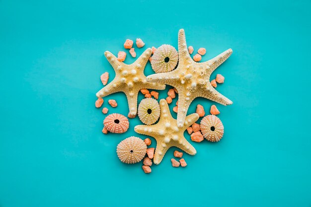 Blue surface with starfish and sea urchin shells