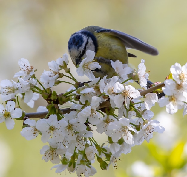 Blue tit perched on flowering tree branch