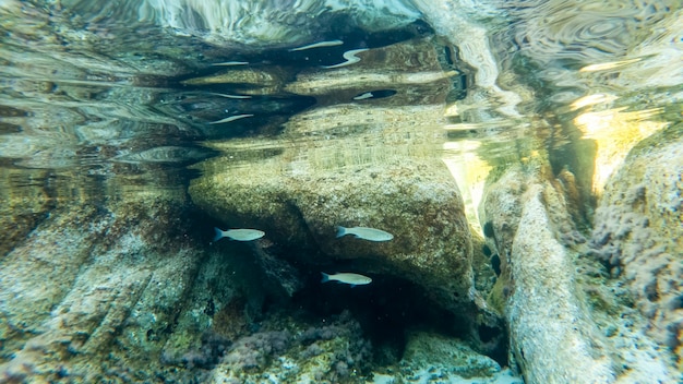 Free Photo blue transparent water of a sea near the coast, view under the water, rocks with moss and fishes