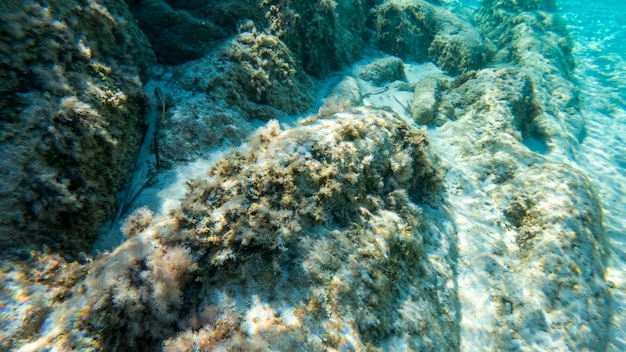 Free Photo blue transparent water of a sea near the coast, view under the water, rocks with moss and fishes