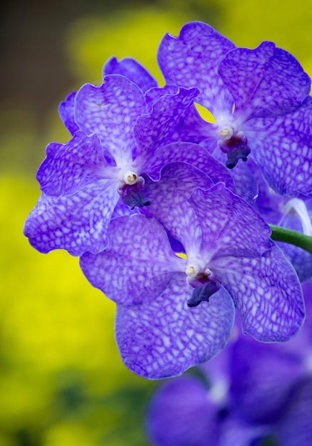 Free Photo blue vanda orchid flower