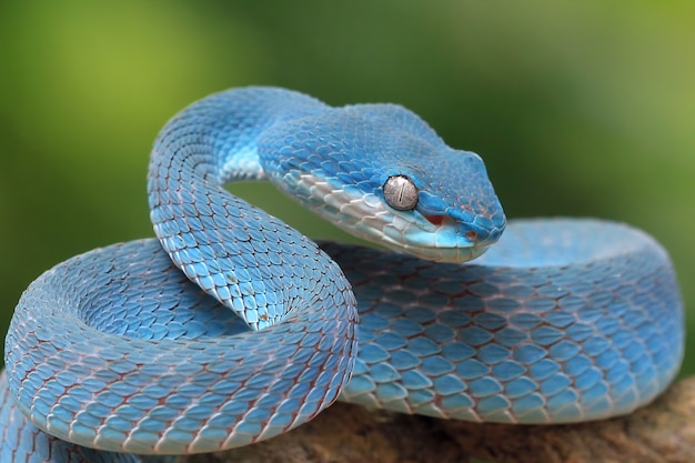 Blue viper snake on branch viper snake blue insularis