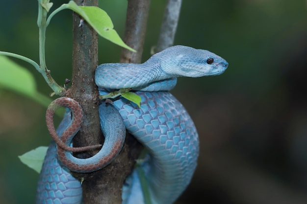 Blue viper snake on branch viper snake ready to attack blue insularis animal closeup