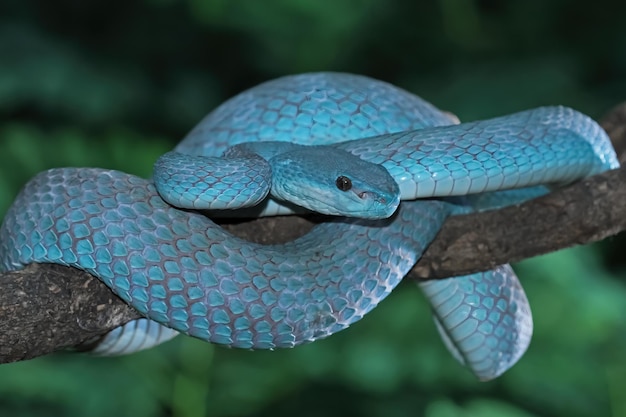 Blue viper snake on branch viper snake ready to attack blue insularis animal closeup