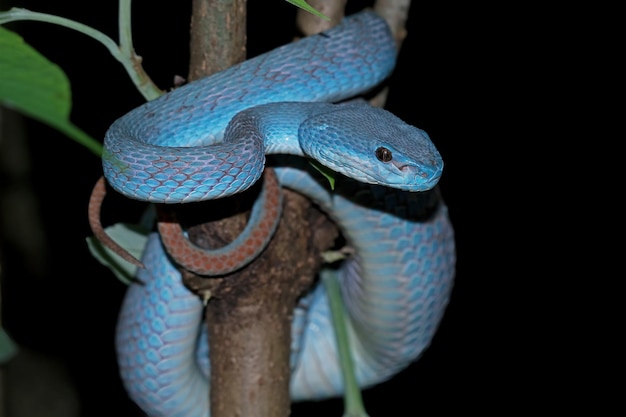 Free photo blue viper snake on branch viper snake ready to attack blue insularis animal closeup